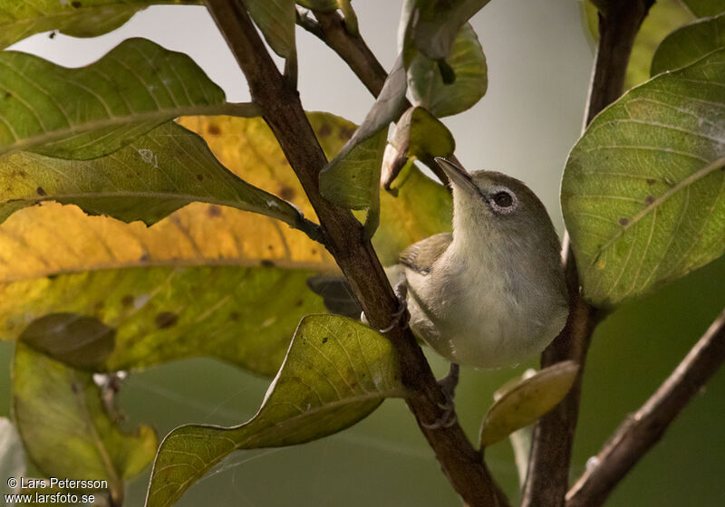 Principe White-eye