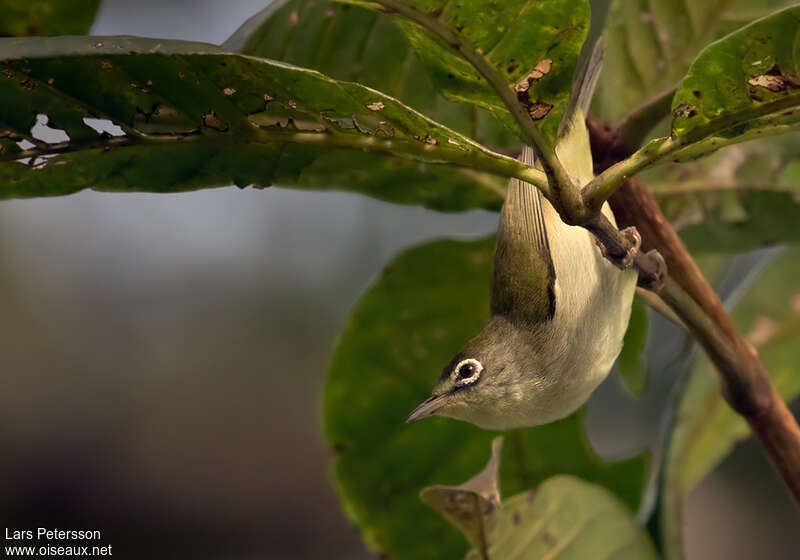 Principe White-eyeadult