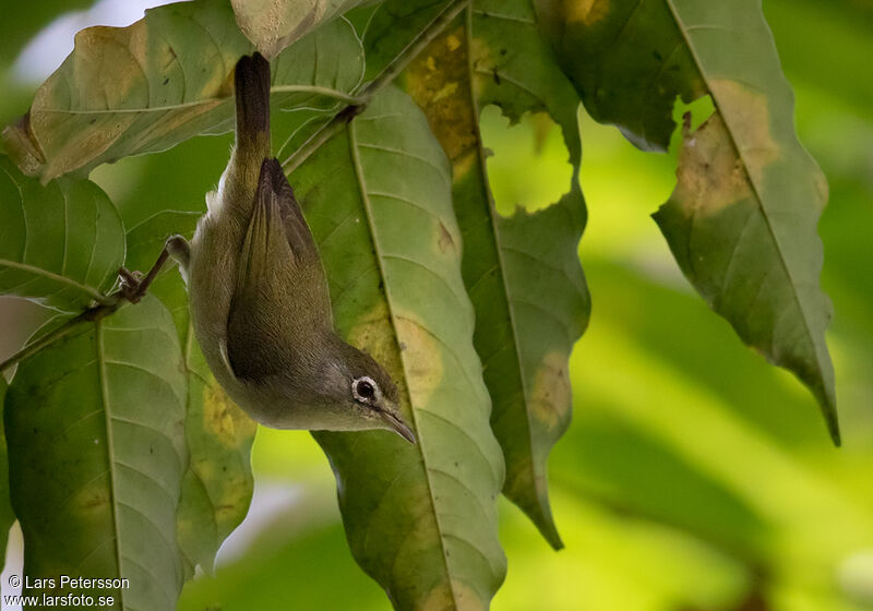 Principe White-eye