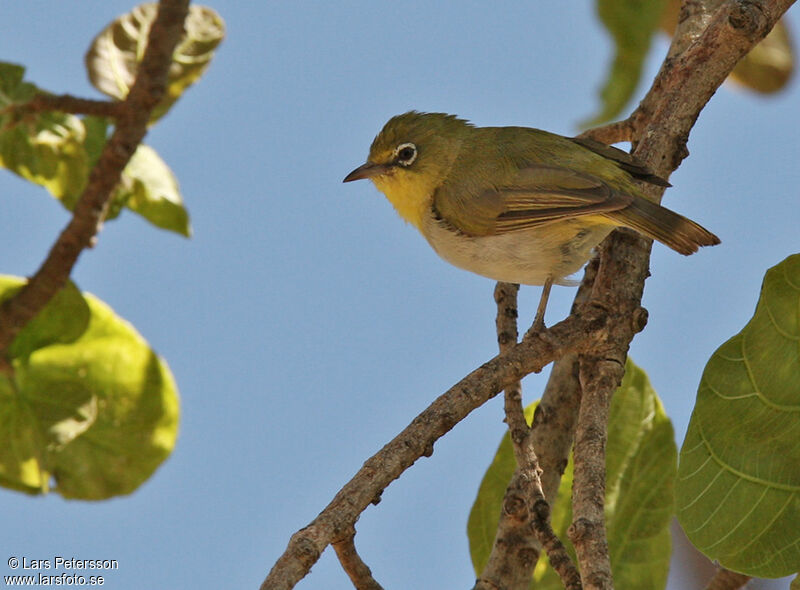 Zostérops d'Abyssinie