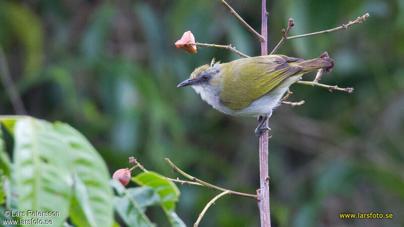 Biak White-eye