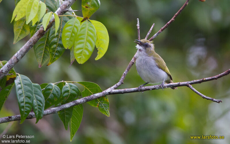 Zostérops de Biak