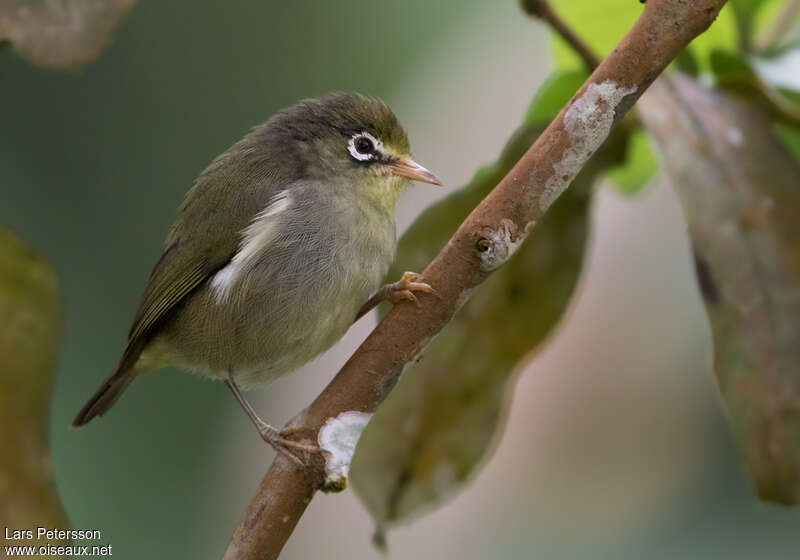 Sao Tome White-eyeadult, identification