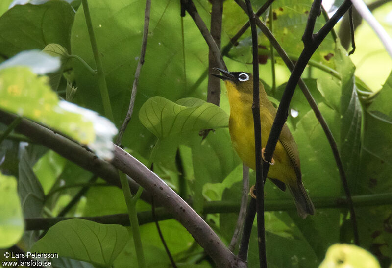 Ranongga White-eye