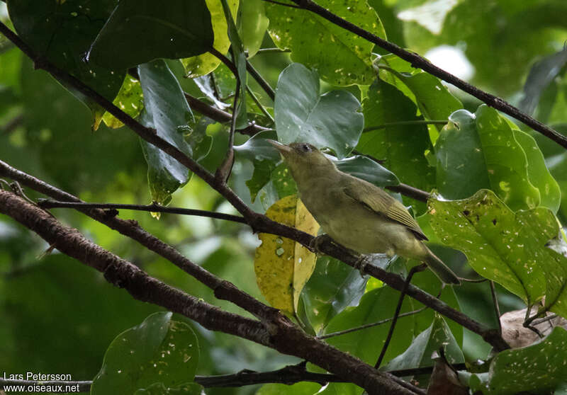 Malaita White-eyeadult