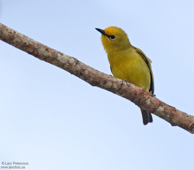 Pemba White-eye