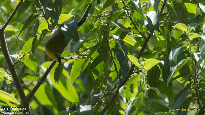 Black-fronted White-eye