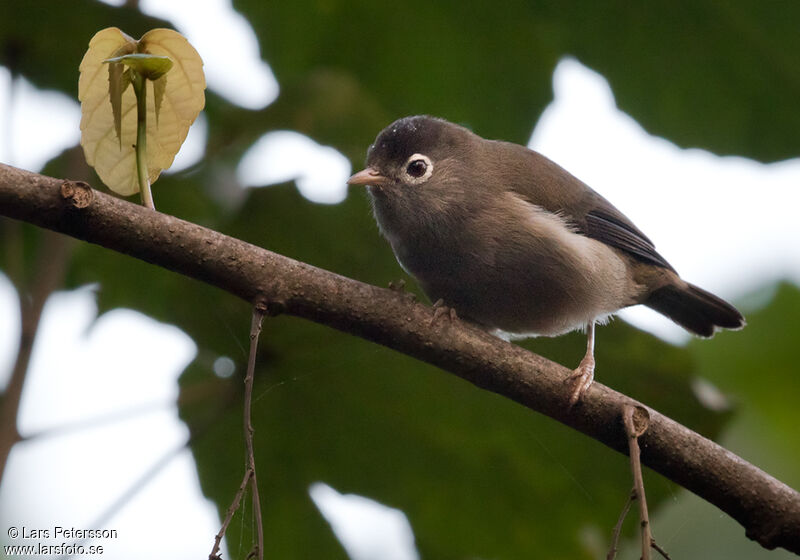 Black-capped Speirops