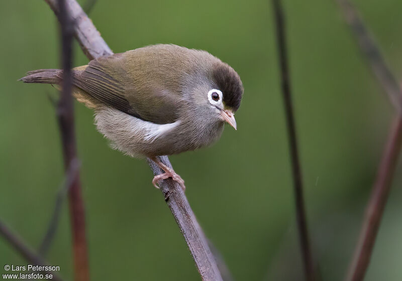 Zostérops de Sao Tomé