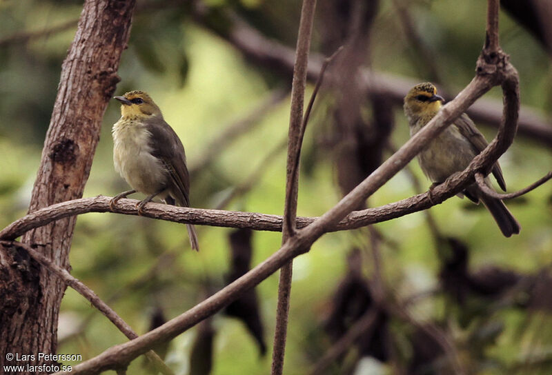 Zostérops de Timor