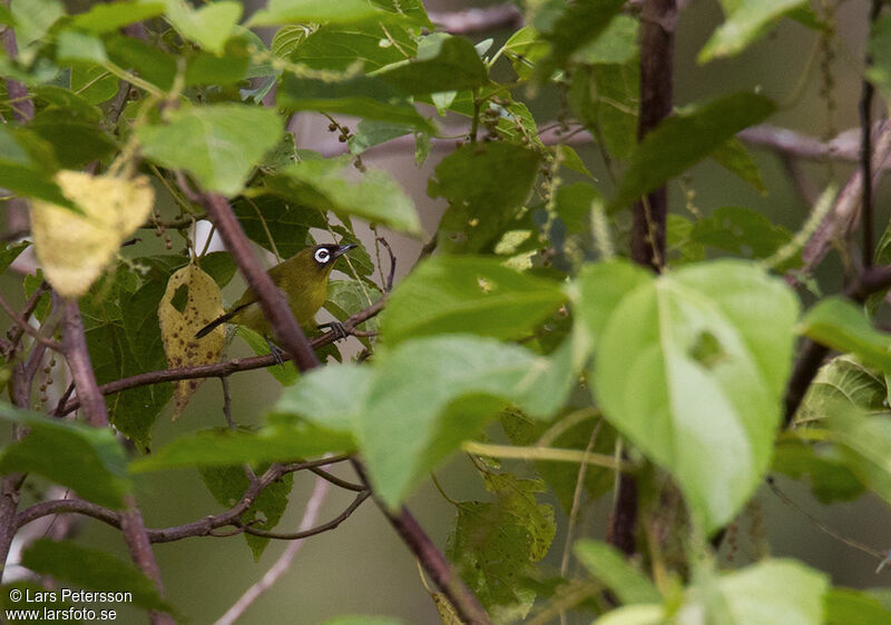 Bismarck White-eye