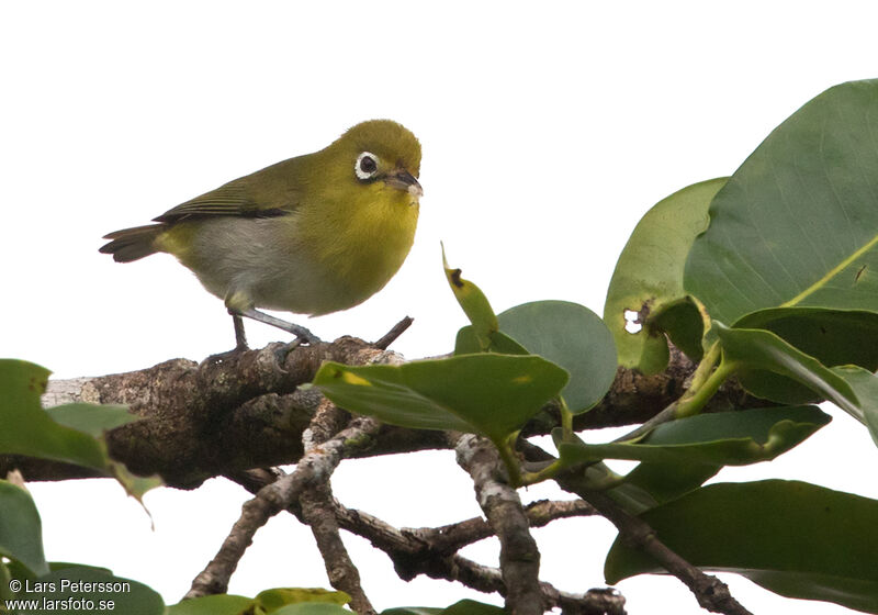 Fiji White-eye