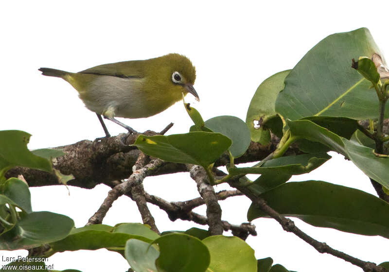 Fiji White-eye