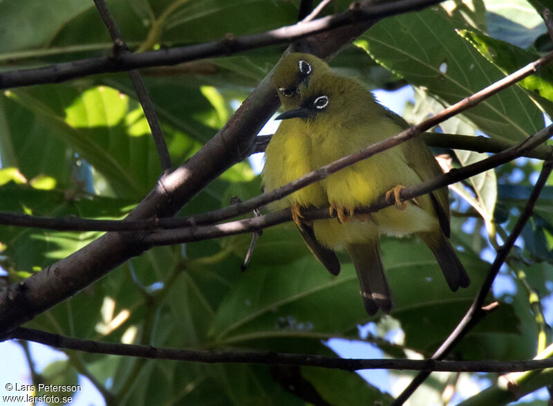 Solomons White-eye