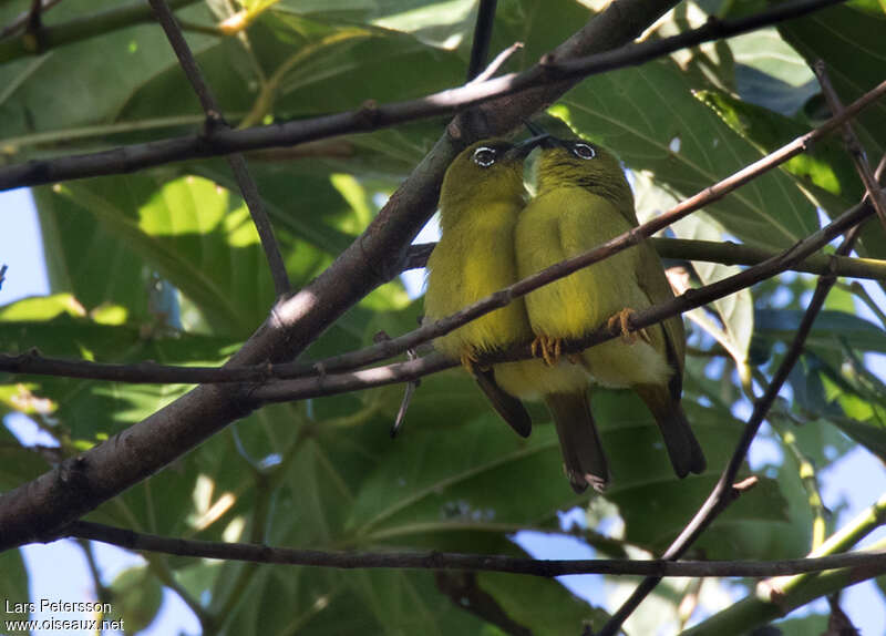 Solomons White-eyeadult, identification