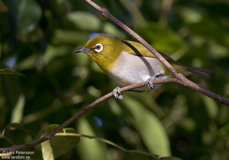 Warbling White-eye