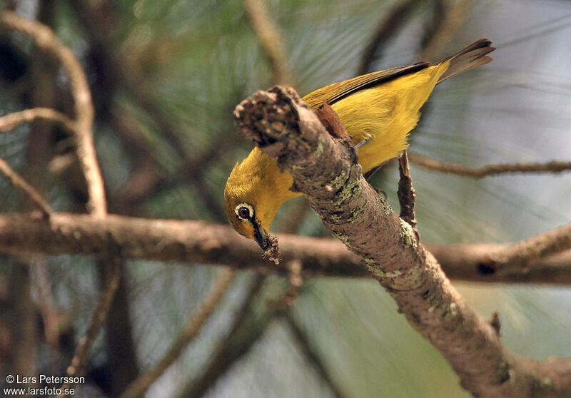 Warbling White-eye