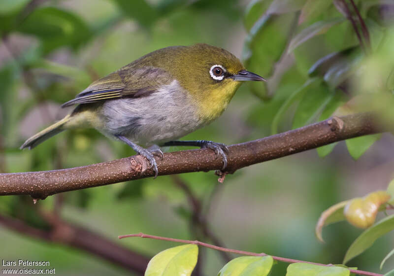 Zostérops du Japonadulte, identification