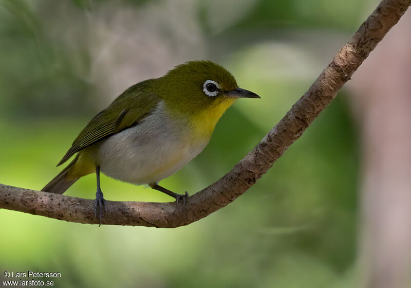 Warbling White-eye