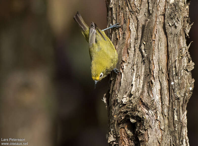 Kikuyu White-eyeadult, habitat, pigmentation, Behaviour