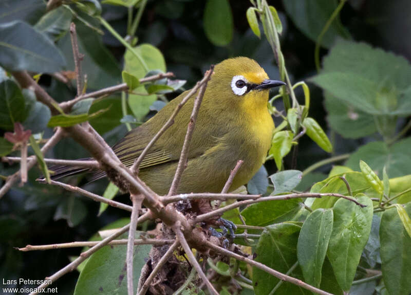 Kikuyu White-eyeadult, habitat, pigmentation