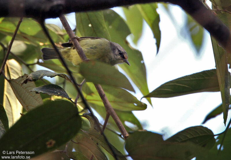 Mees's White-eye