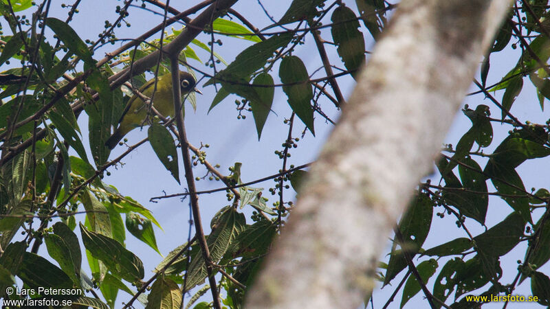 Capped White-eye