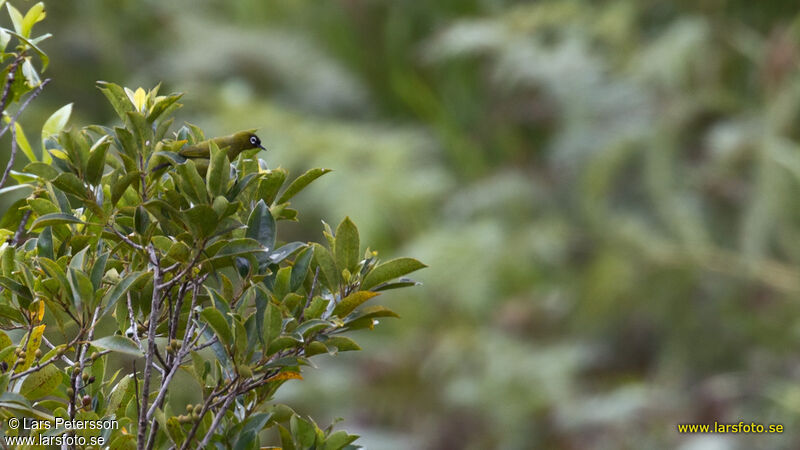 Capped White-eye