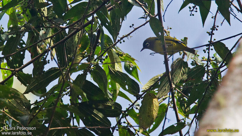 Capped White-eye