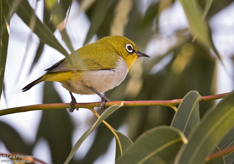 Zostérops oriental