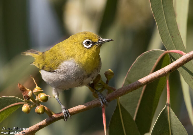 Indian White-eye