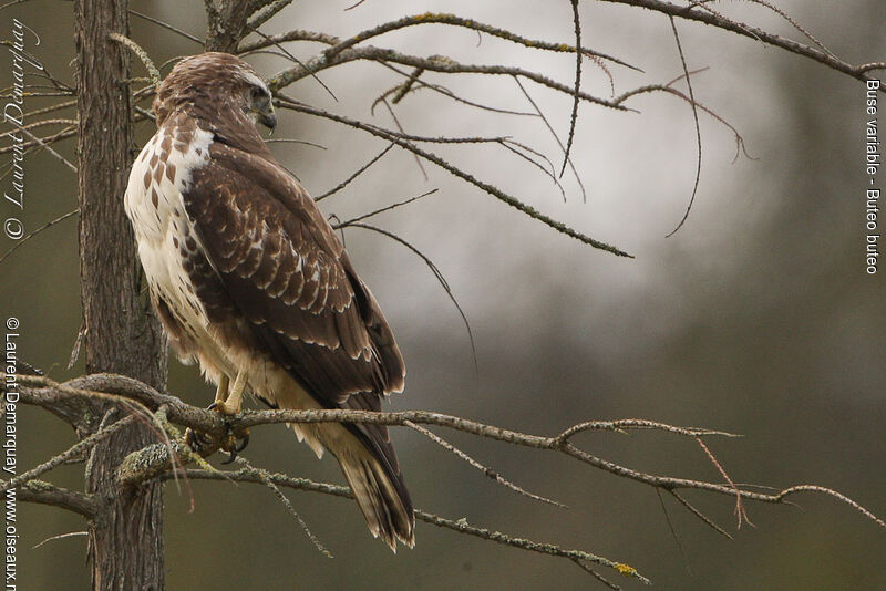 Buse variable