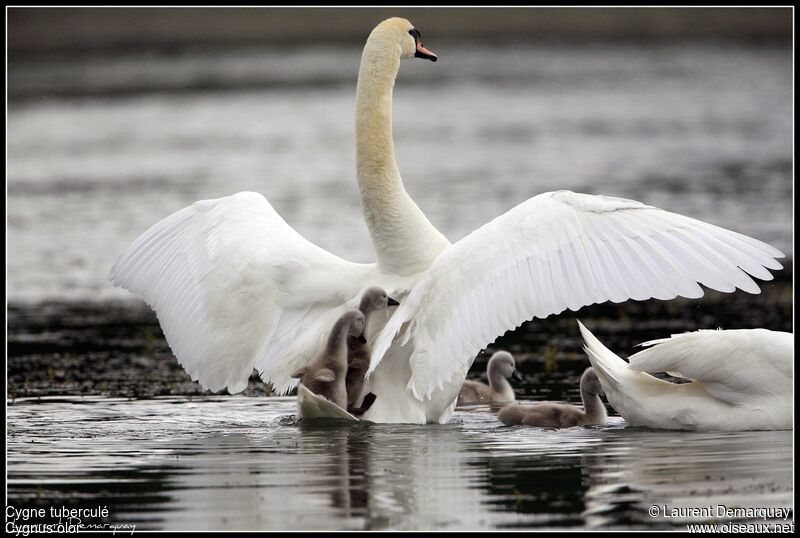 Cygne tuberculé femelle adulte, Comportement