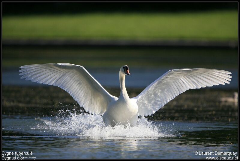 Cygne tuberculé mâle adulte, Comportement