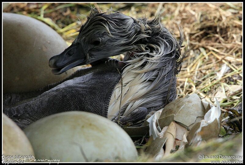 Cygne tuberculé1ère année