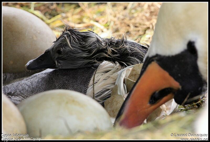 Cygne tuberculé1ère année, Comportement