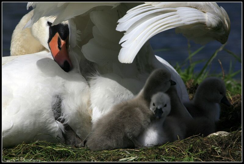 Cygne tuberculé, Nidification