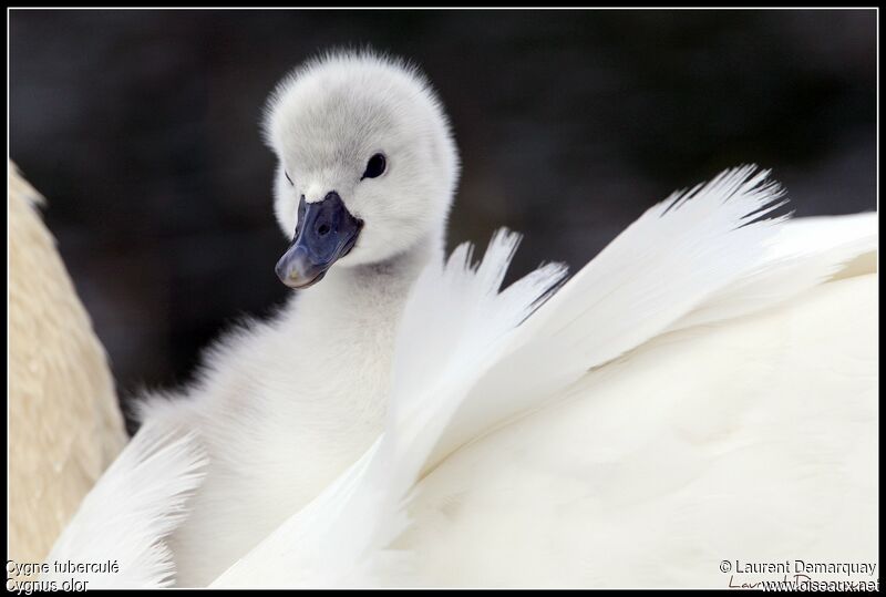 Cygne tuberculé1ère année, Nidification