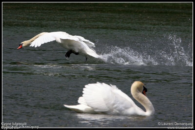 Cygne tuberculé mâle adulte, Comportement