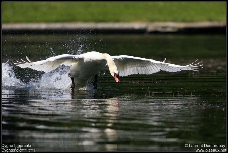 Cygne tuberculé mâle adulte