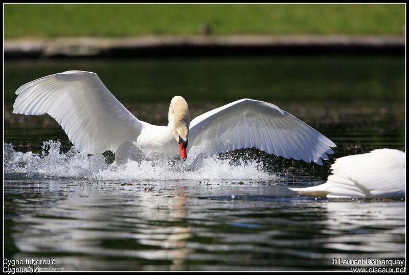 Cygne tuberculé adulte, Comportement