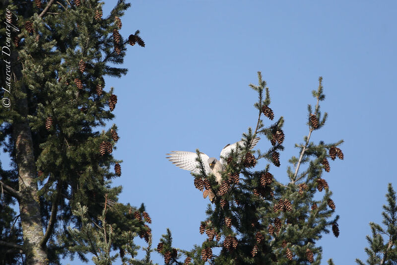 Faucon crécerelle