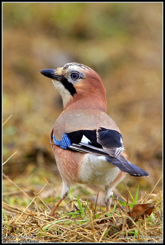 Eurasian Jay, identification