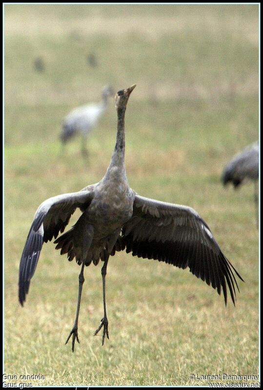 Common Crane, Behaviour