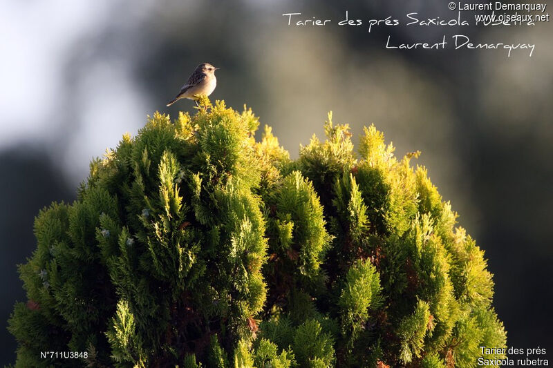 Whinchat