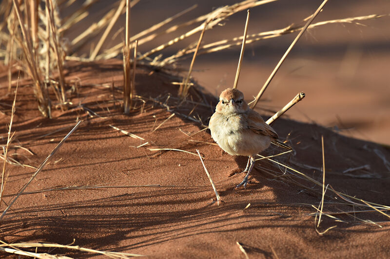 Dune Lark