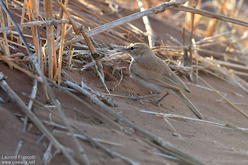 Alouette à dos rouxadulte, habitat, camouflage, pigmentation, pêche/chasse