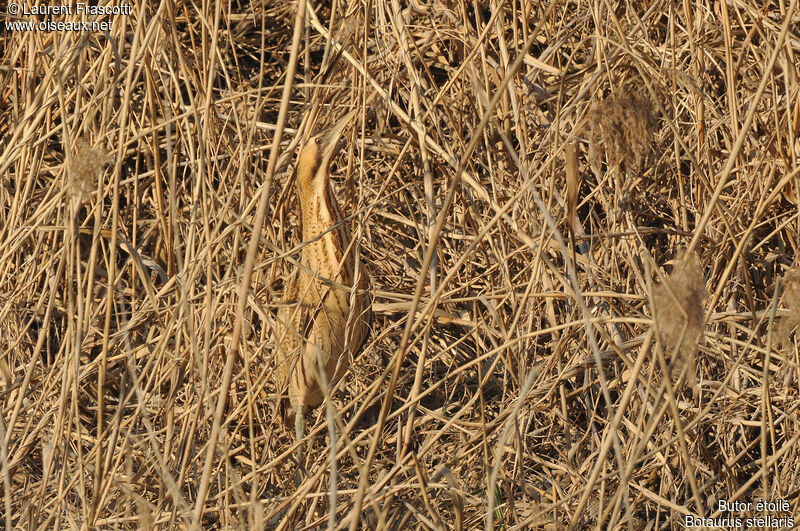 Eurasian Bittern