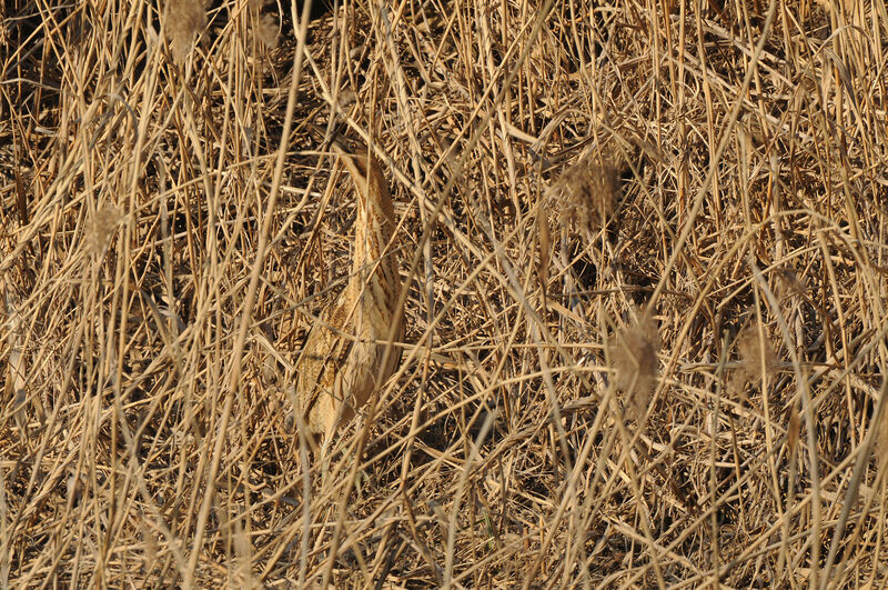 Eurasian Bittern