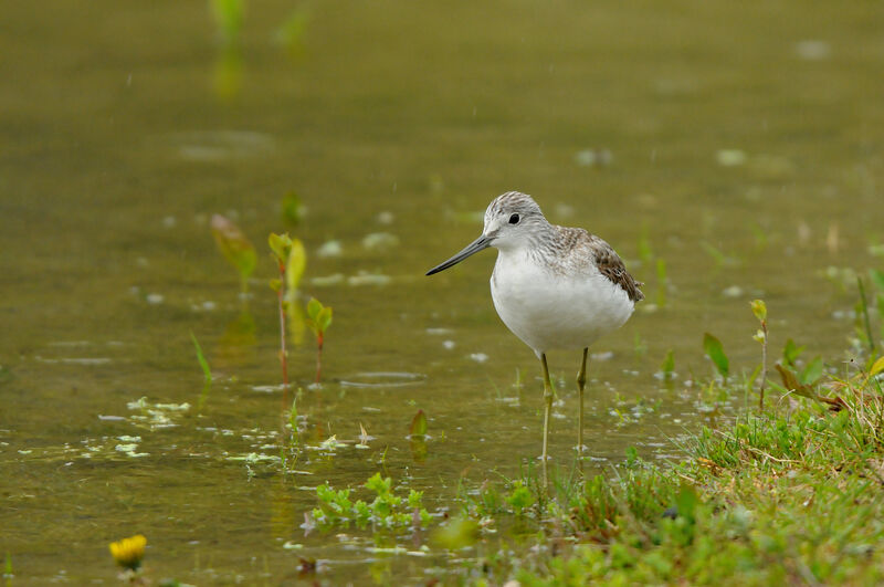 Common Greenshank